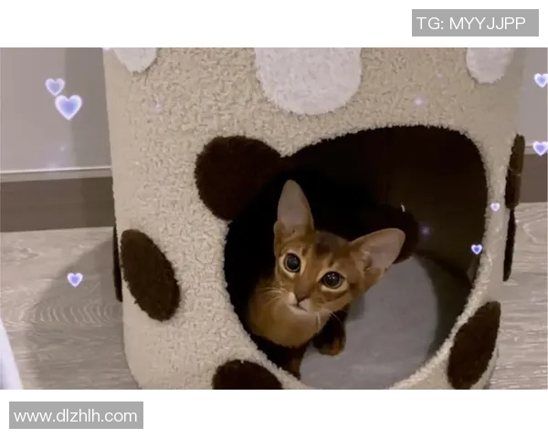 足球明星家庭中的宠物们:他们的生活与快乐瞬间揭秘